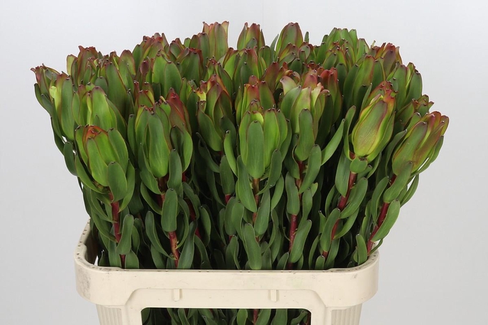 <h4>Leucadendron Laurel Yellow</h4>