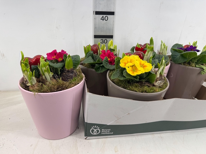 <h4>ARR PL IN SCHAAL</h4>