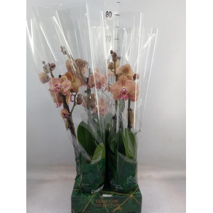 Phalaenopsis   ...orange