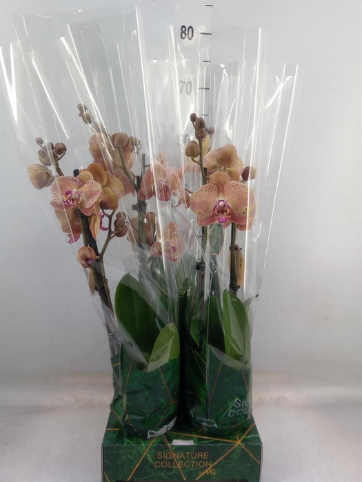 <h4>Phalaenopsis   ...orange</h4>