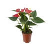ANTHURIUM BAMBINO RED P09 VERMELHO