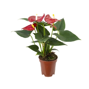 ANTHURIUM BAMBINO RED P09 VERMELHO