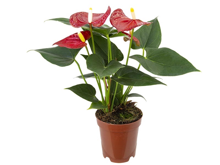 <h4>ANTHURIUM BAMBINO RED P09 VERMELHO</h4>