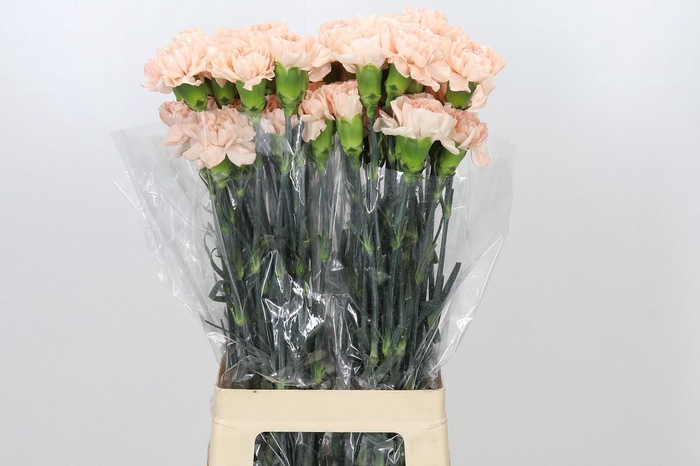 <h4>Dianthus St Novia</h4>