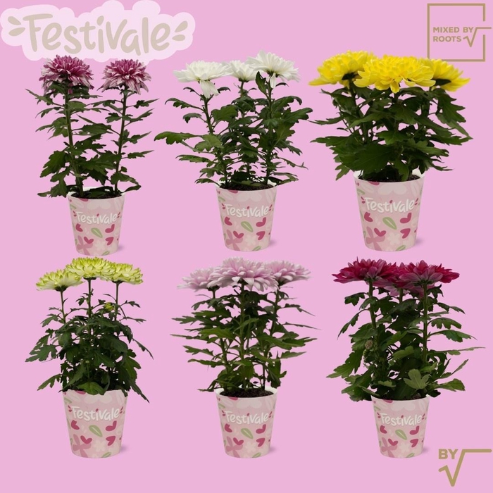 <h4>CHRYS ZEMBLA</h4>