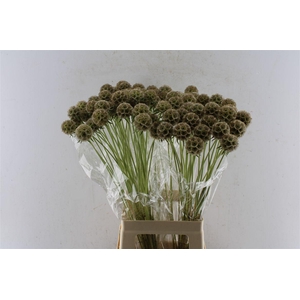 Scabiosa Stellata Seeds