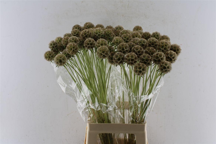 <h4>Scabiosa Stellata Seeds</h4>