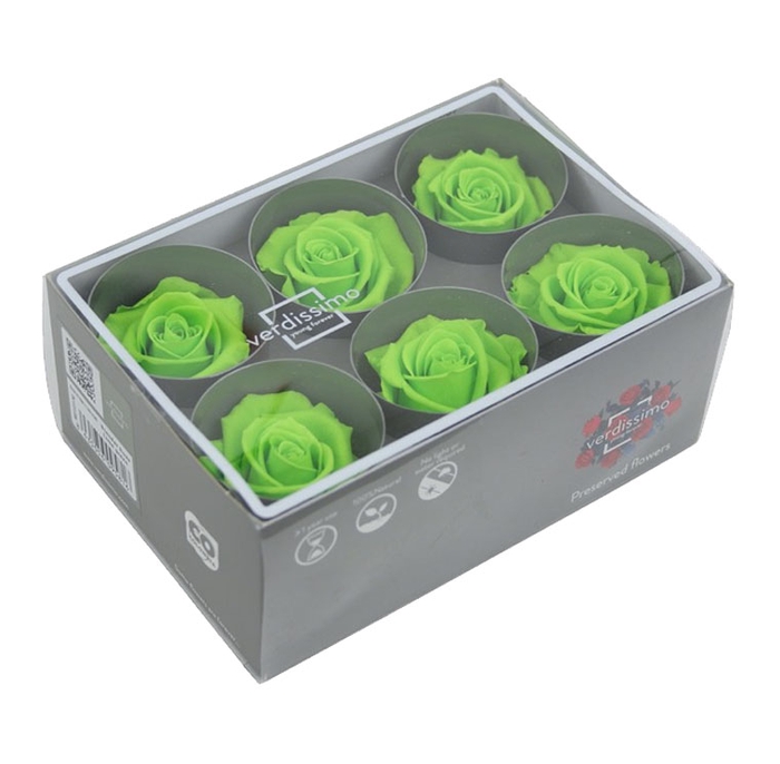 <h4>rose standard Lime Green</h4>