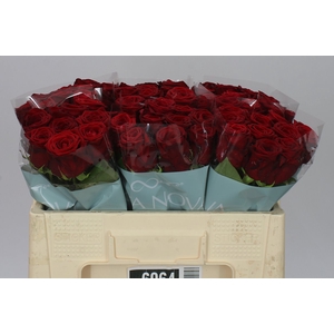 Rosa Gr Red Naomi Porta A2
