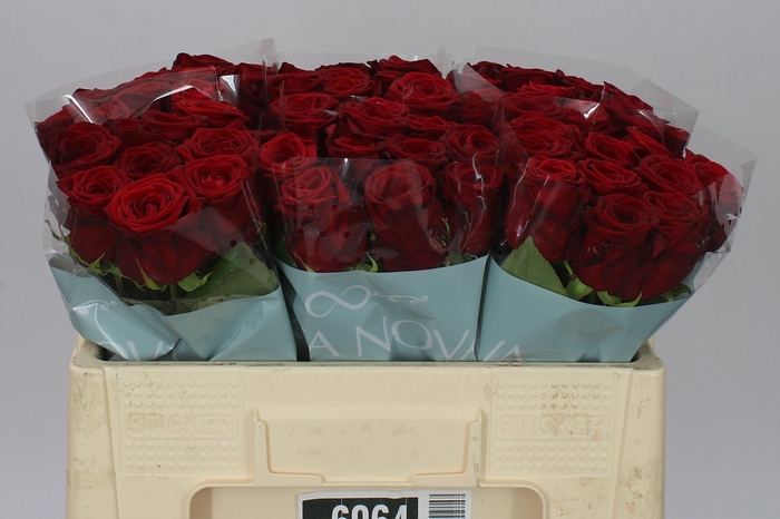 <h4>Rosa Gr Red Naomi Porta A2</h4>