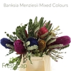 Banksia Menziesii Mixed Colours