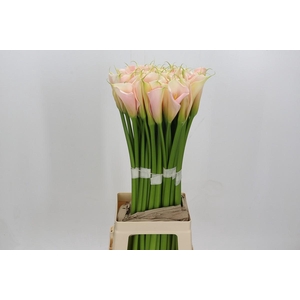 Zantedeschia Eydolls Salmon