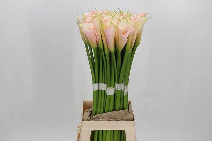 <h4>Zantedeschia Eydolls Salmon</h4>