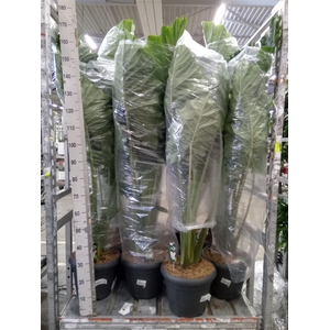 Alocasia   ...