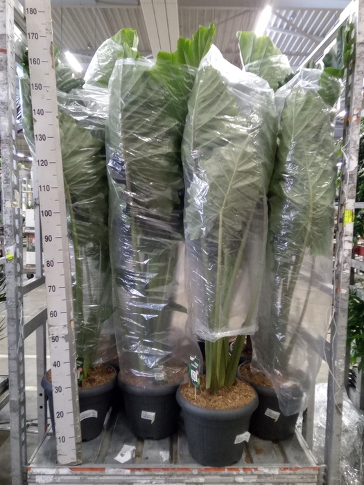 <h4>Alocasia   ...</h4>