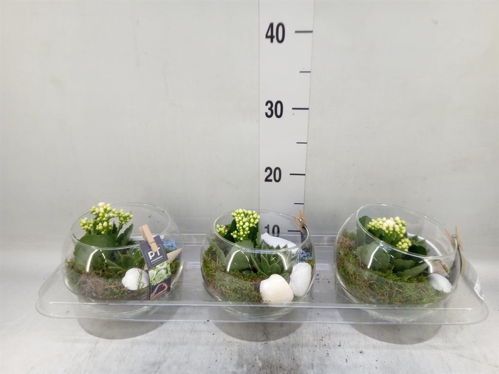 <h4>Arr. Planten L%</h4>