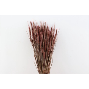 Dried Triticum X5 Brown Bunch