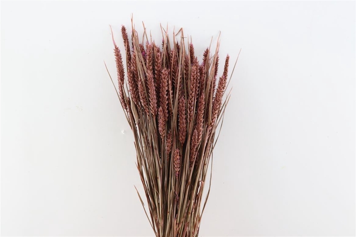 <h4>Dried Triticum X5 Brown Bunch</h4>