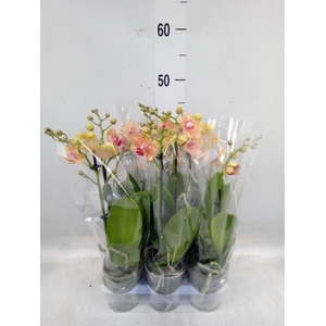 Phalaenopsis multi. 'FC Penny Love'