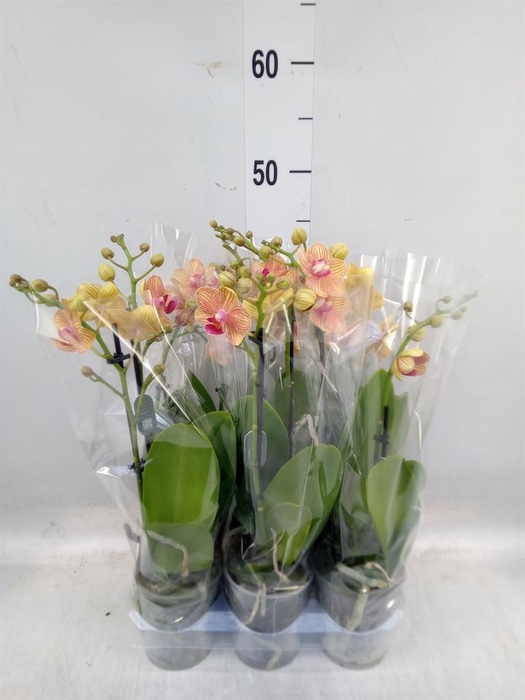 <h4>Phalaenopsis multi. 'FC Penny Love'</h4>