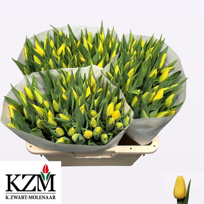 <h4>TU EN STRONG GOLD</h4>