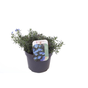 Lithodora diffusa Grace Ward