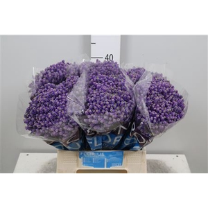 Veronica  'Smart Fountain'