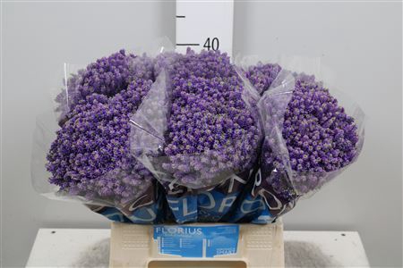 <h4>Veronica  'Smart Fountain'</h4>