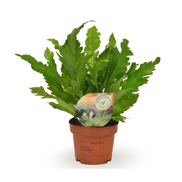 <h4>Asplenium Campio</h4>