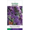 Buddleja Buddleja alternifolia