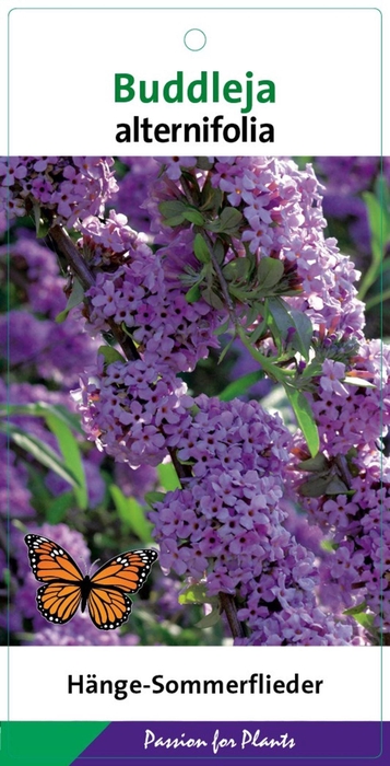 Buddleja Buddleja alternifolia