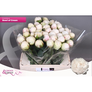 PAEO L BOWL OF CREAM