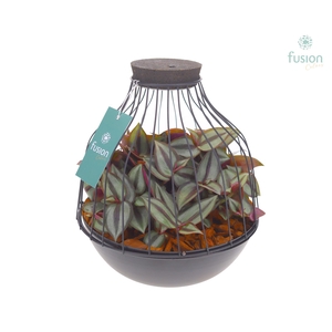 Vogelkooi metaal zwart Large met Tradescantia