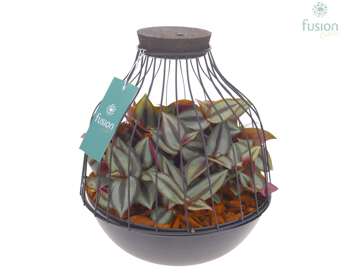 <h4>Vogelkooi metaal zwart Large met Tradescantia</h4>