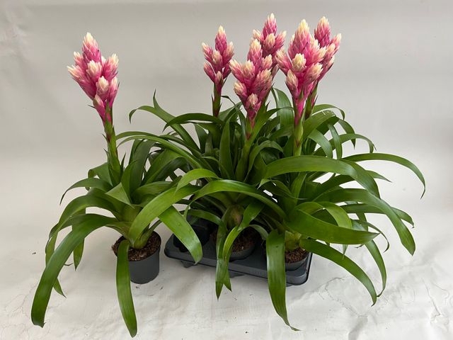 Guzmania Candy 13Ø 55cm