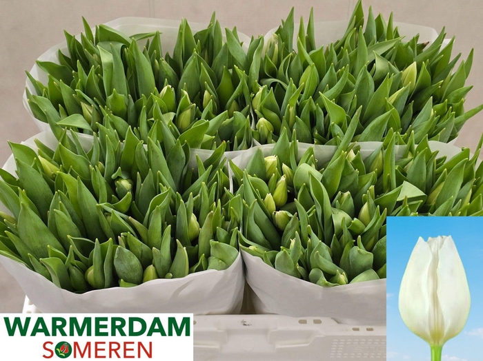 <h4>TU EN WHITE MARVEL</h4>