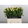 Paeonia Princess Bride