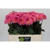 Dahlia Esli