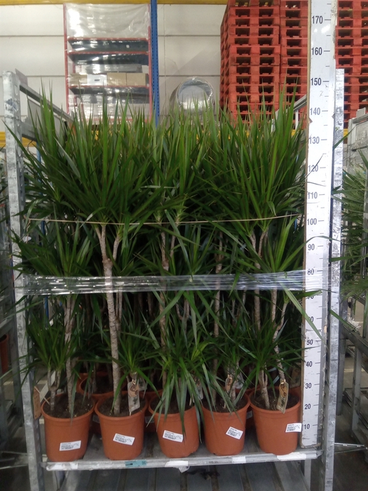 <h4>Dracaena marg.</h4>