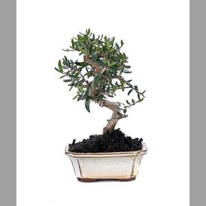 OLEA EUROPAEA