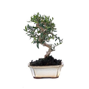 OLEA EUROPAEA