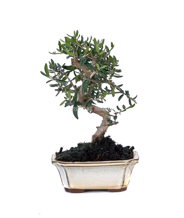 <h4>OLEA EUROPAEA</h4>