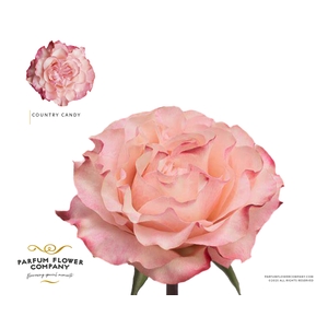 Rosa Garden Country Candy