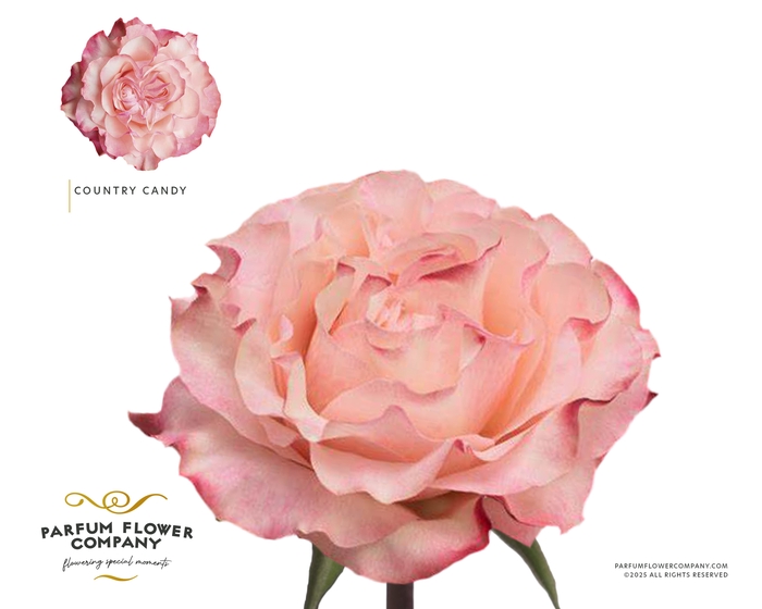 <h4>Rosa Garden Country Candy</h4>