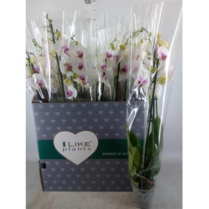 Phalaenopsis  'Red Lips'