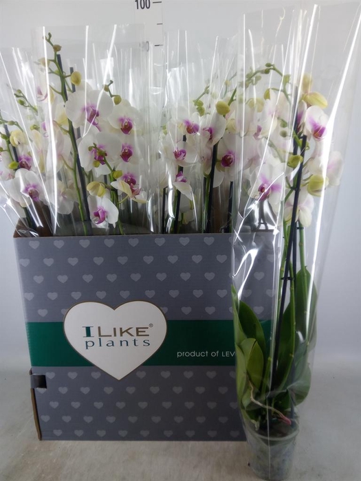 <h4>Phalaenopsis  'Red Lips'</h4>