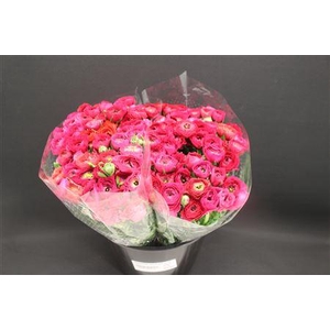 Ranonkel Extra Hot Pink