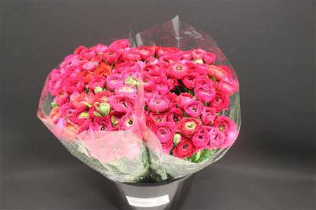 <h4>Ranonkel Extra Hot Pink</h4>