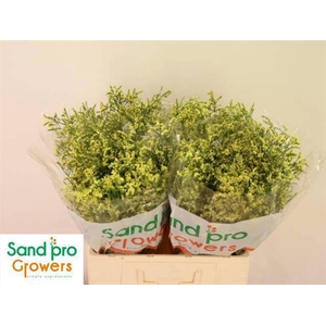 LIM SIN CHINA SUMMER