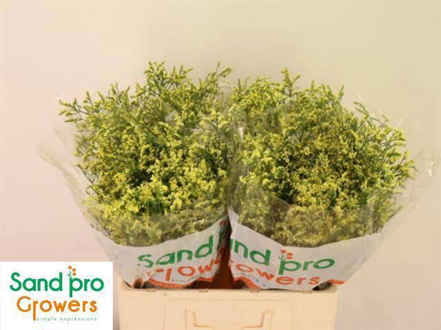 <h4>LIM SIN CHINA SUMMER</h4>